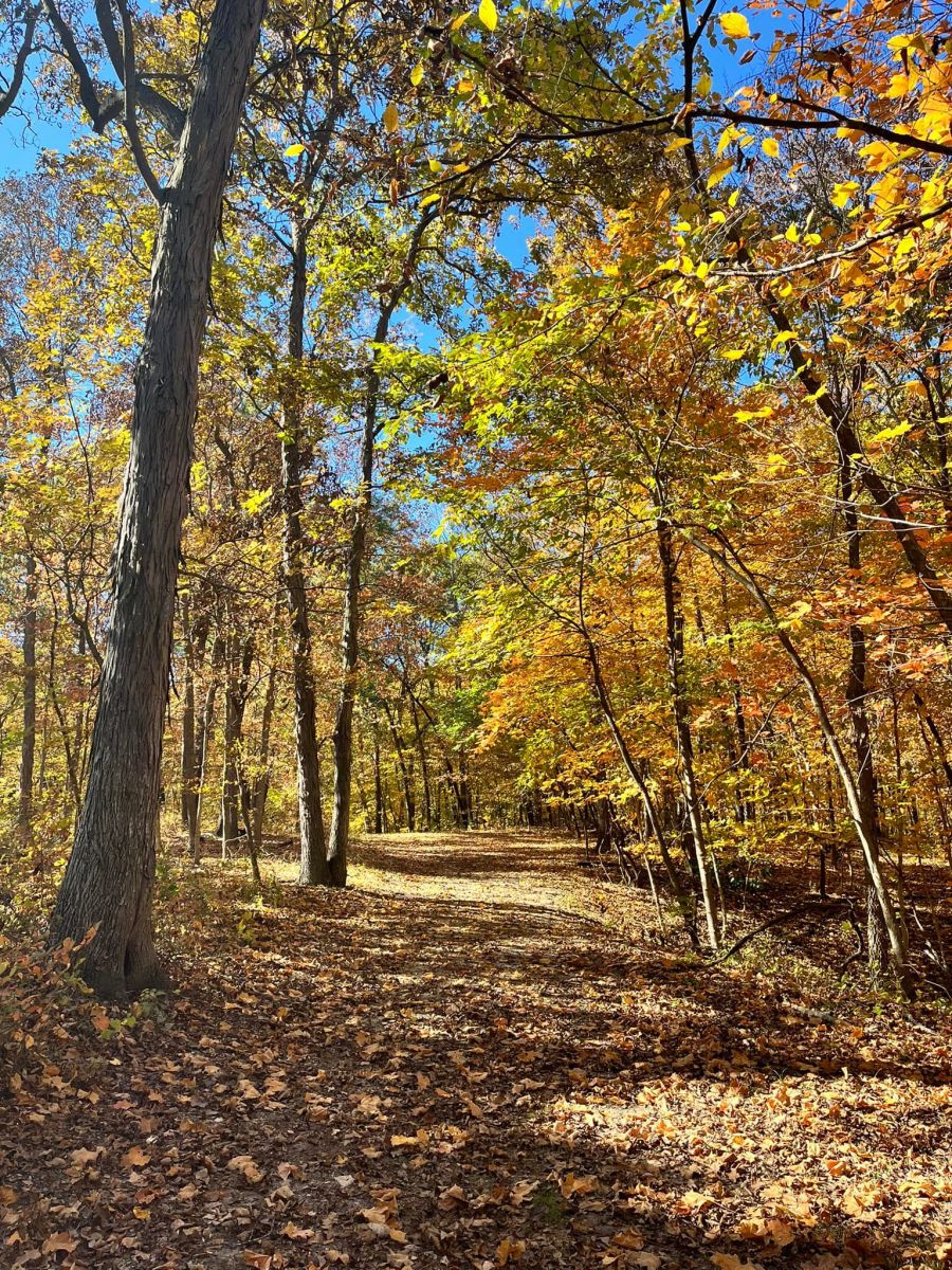 Trail